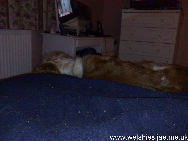 2010-02-13 03.jpg - Enjoying TV in bed!